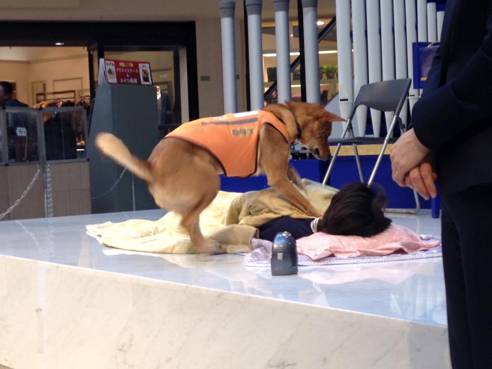 聴導犬デモンストレーション