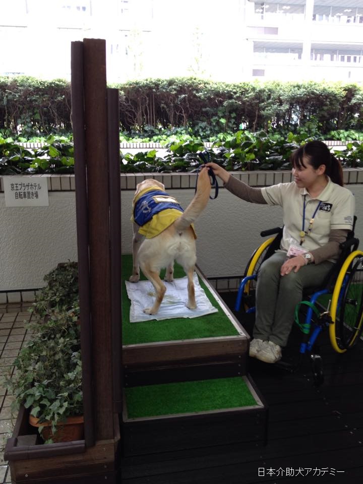 第5回「スカイツリー：ほじょ犬のトイレ？」｜特定非営利活動法人 日本補助犬情報センター