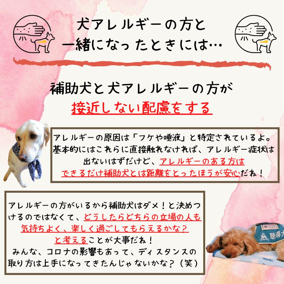 Faq 0019 レストランなどで 犬アレルギーの方と一緒になったらどうするの 特定非営利活動法人 日本補助犬情報センター