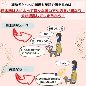 Faq 0029 補助犬への指示はどうして英語なの 特定非営利活動法人 日本補助犬情報センター